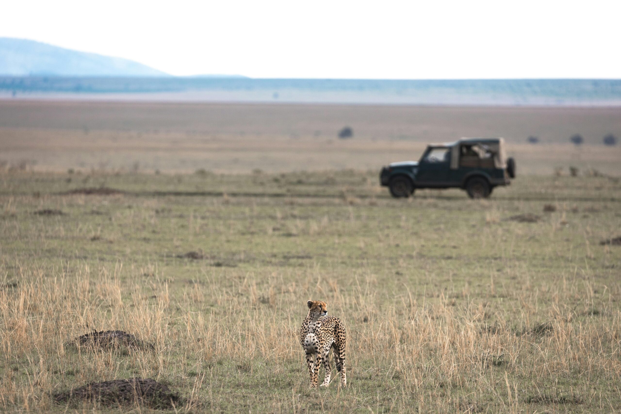 A cheetah stands on the savannah with a safari jeep in the background, symbolizing African wildlife exploration.