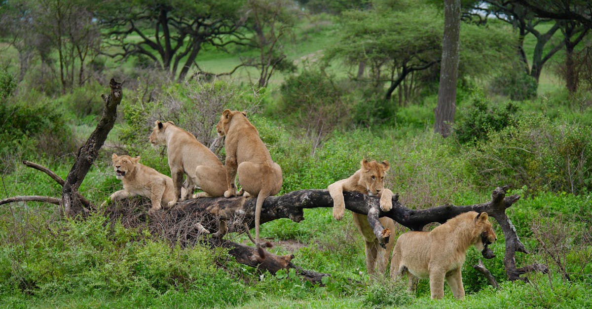A pride of African lions resting on a fallen tree in the green savannah landscape.