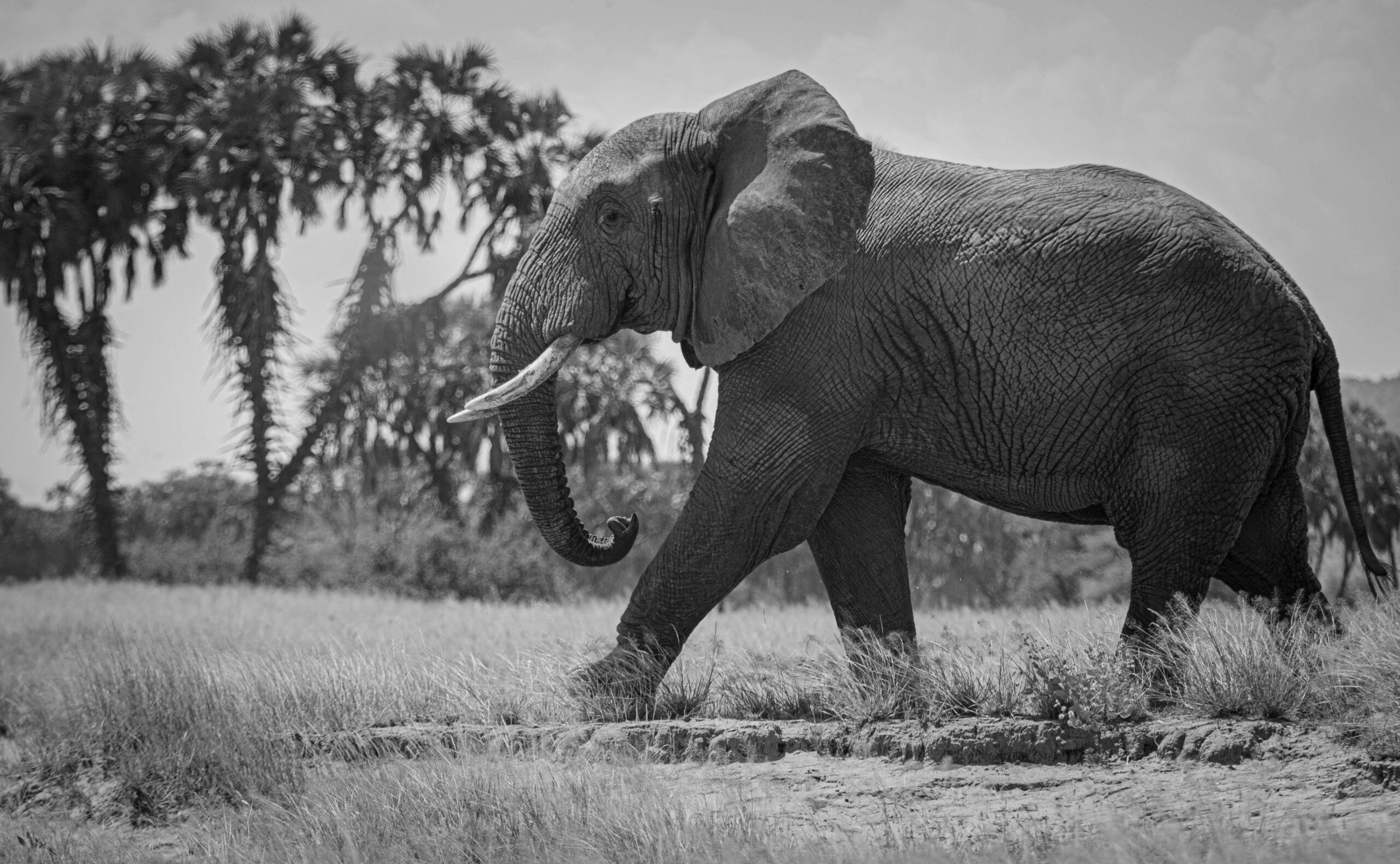 Black and white photo of an African elephant walking in the wild, showcasing wildlife beauty and natural surroundings.