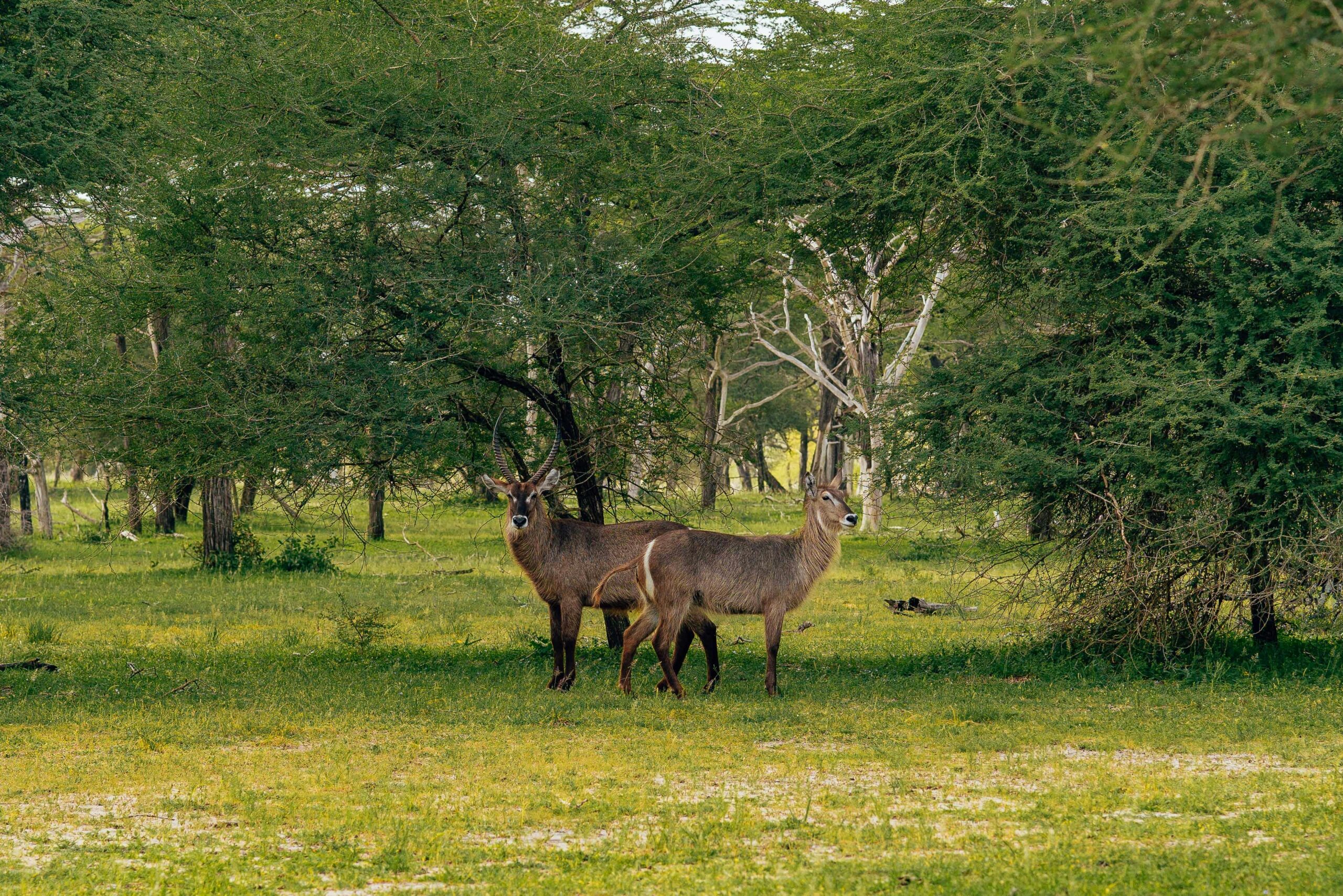 Two waterbucks stand amidst green trees in an African savannah, showcasing wildlife in its natural habitat.