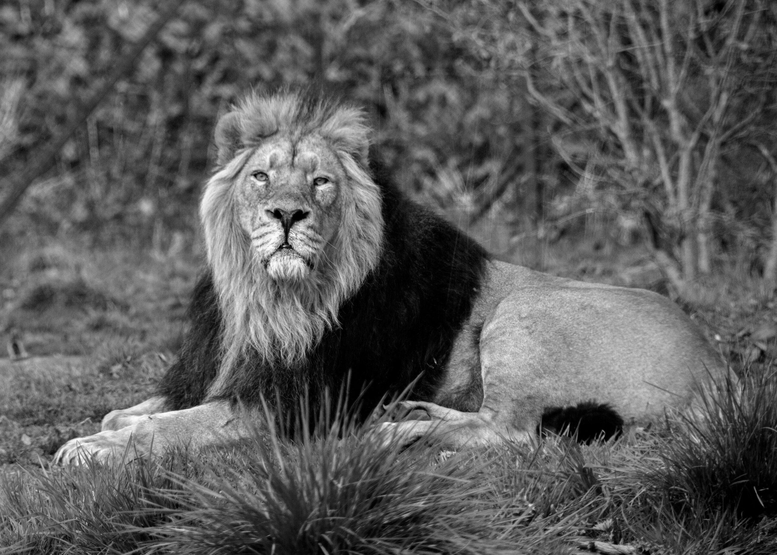 A powerful black and white portrait of a majestic lion resting in its natural habitat.