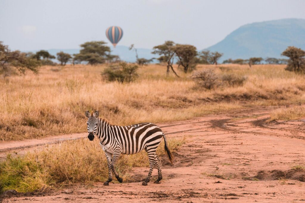 pexels tanzania wild sky 986912744 20179684